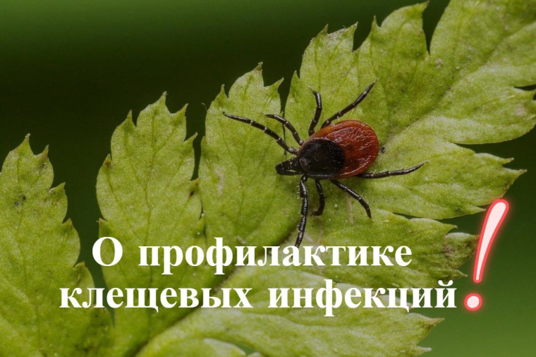 Осторожно, клещи!. Осторожно, клещи!.